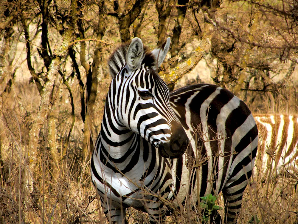 Savannah zebra