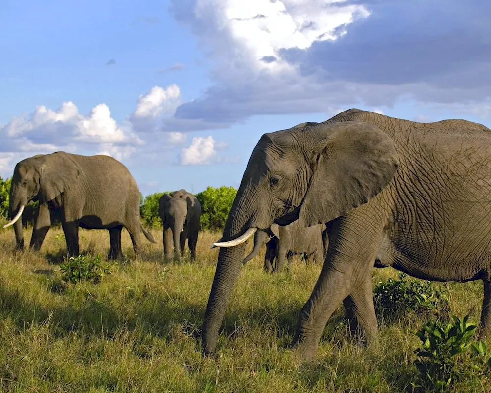 Savannah African elephant