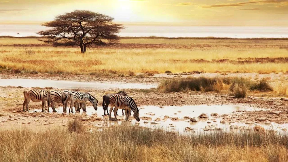 Australia's Savannahs