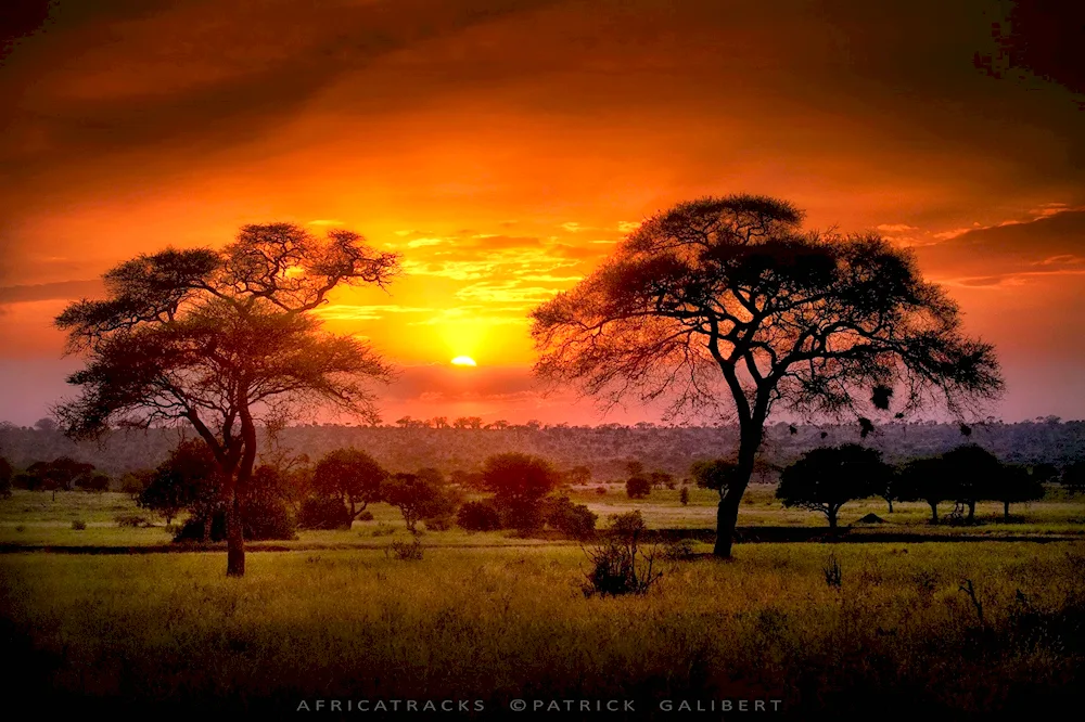 Savannahs of Tanzania