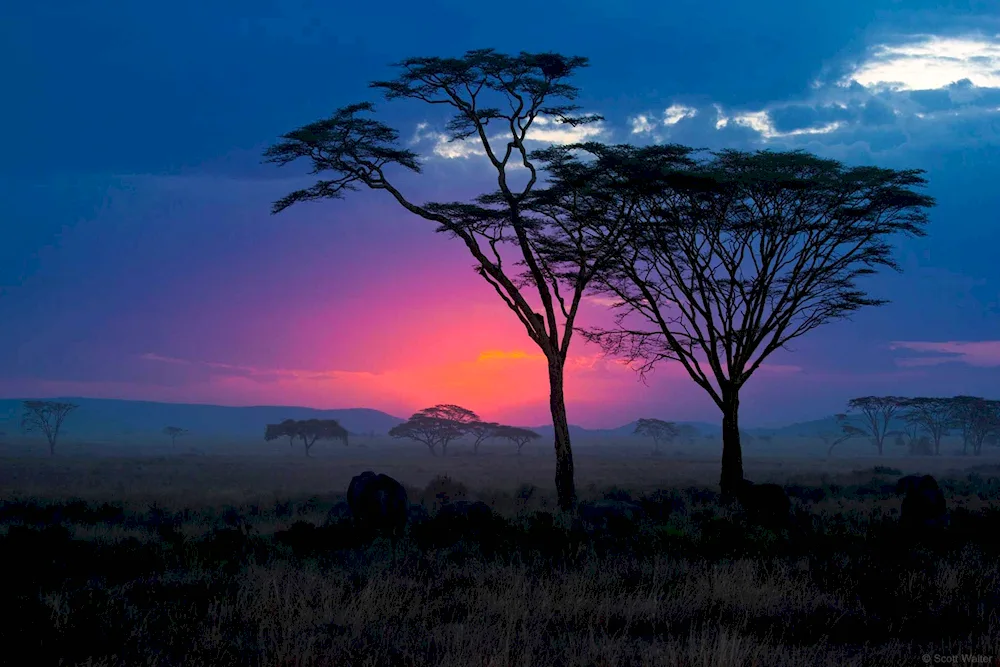 The Savannah of Tanzania