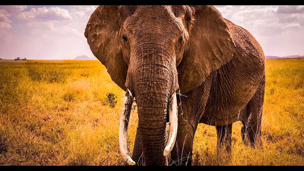 African elephant of Africa