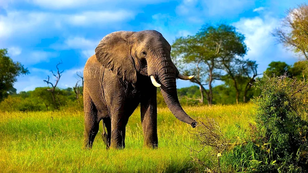 Savannah African elephant in Africa