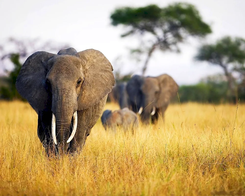 Savannah African elephant in Africa