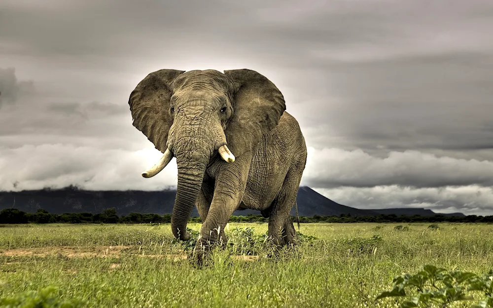 Savannah elephant