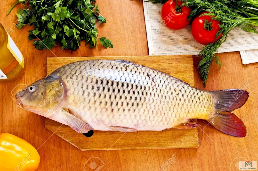 Berex perch