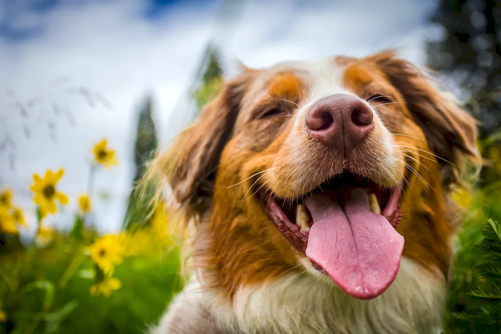 Jack Russell smiling dog