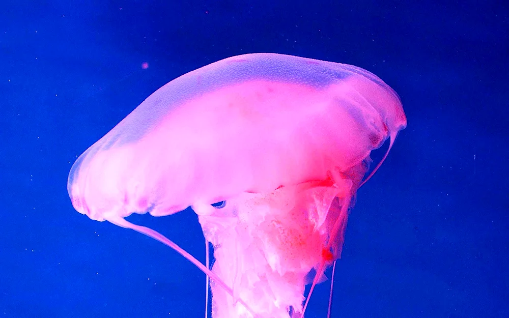 Scyphozoa Scyphoid jellyfish