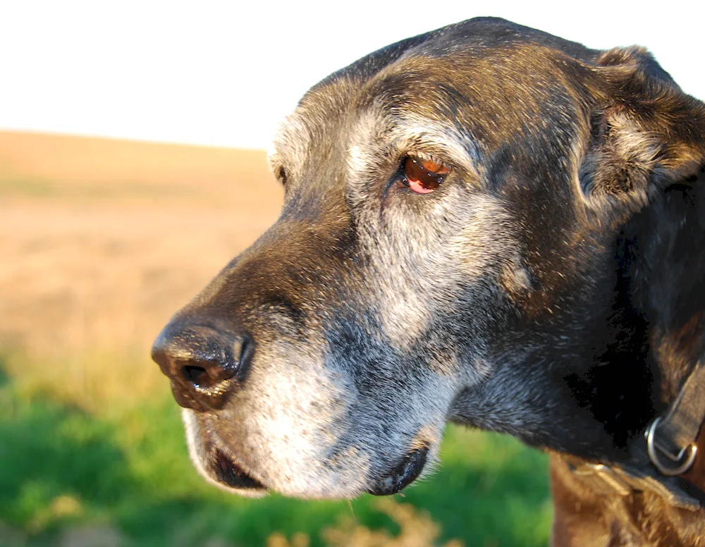 Lowland Sheepdog