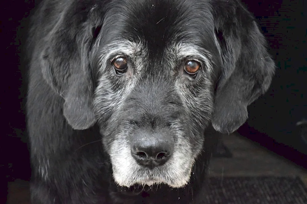 Grey Labrador black