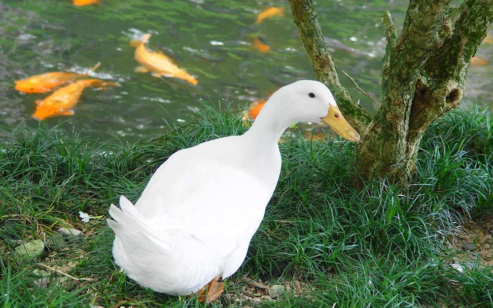 Geese in nature