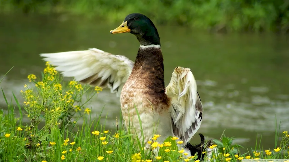 Wild duck poster
