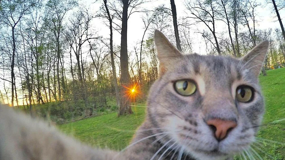 Manny's cat selfies