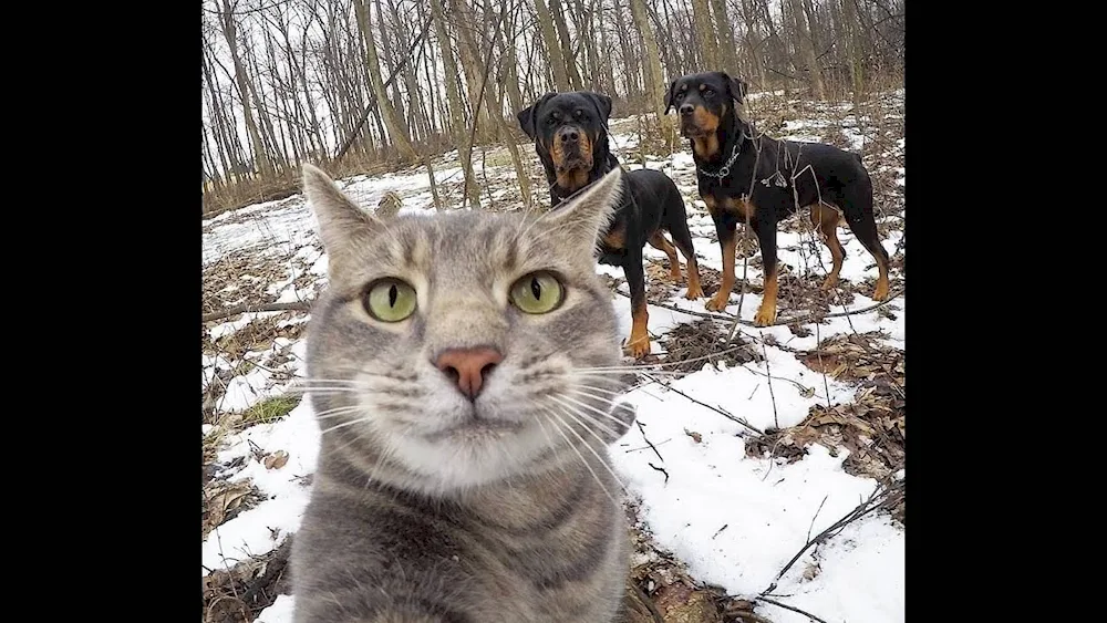 Cat selfies