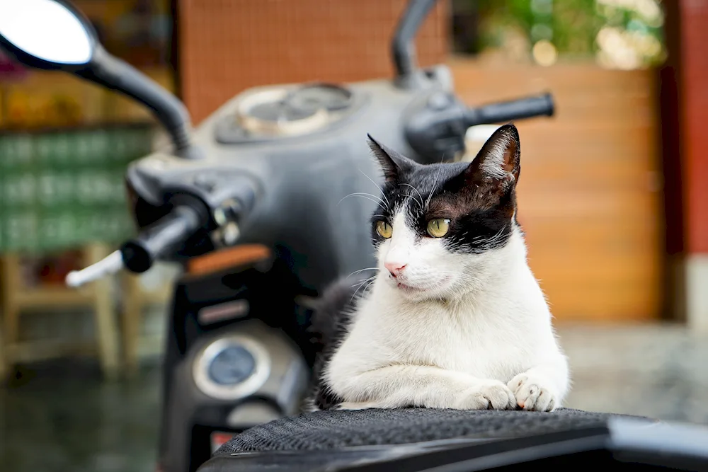 Cat with glasses cat