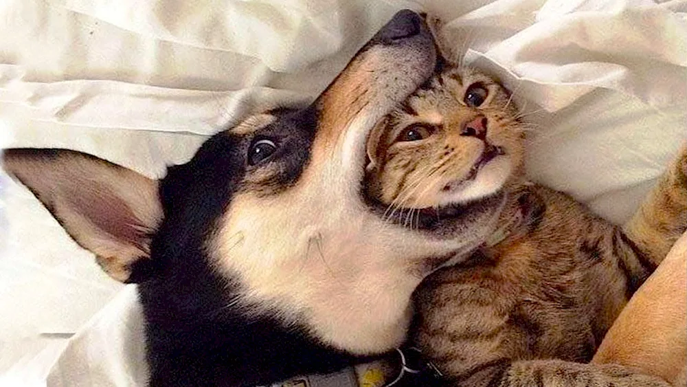 Funny kittens