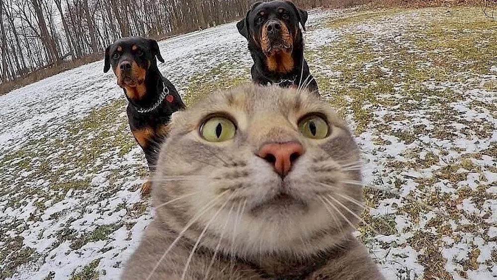 Funny cats