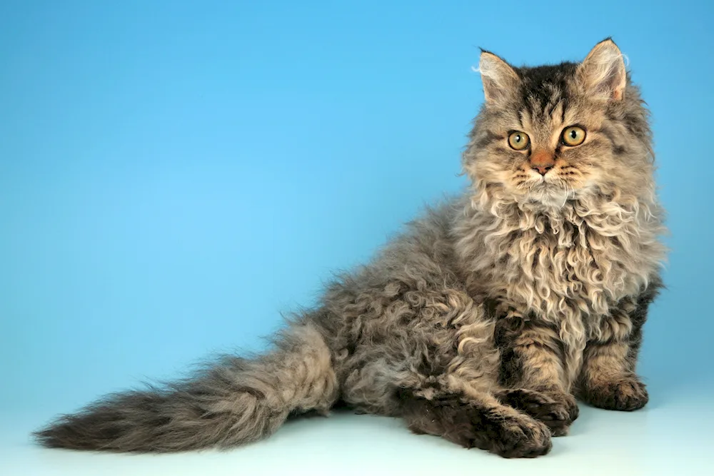 Selkirk rex cat