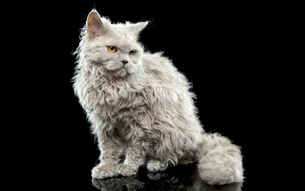 Ural rex cat