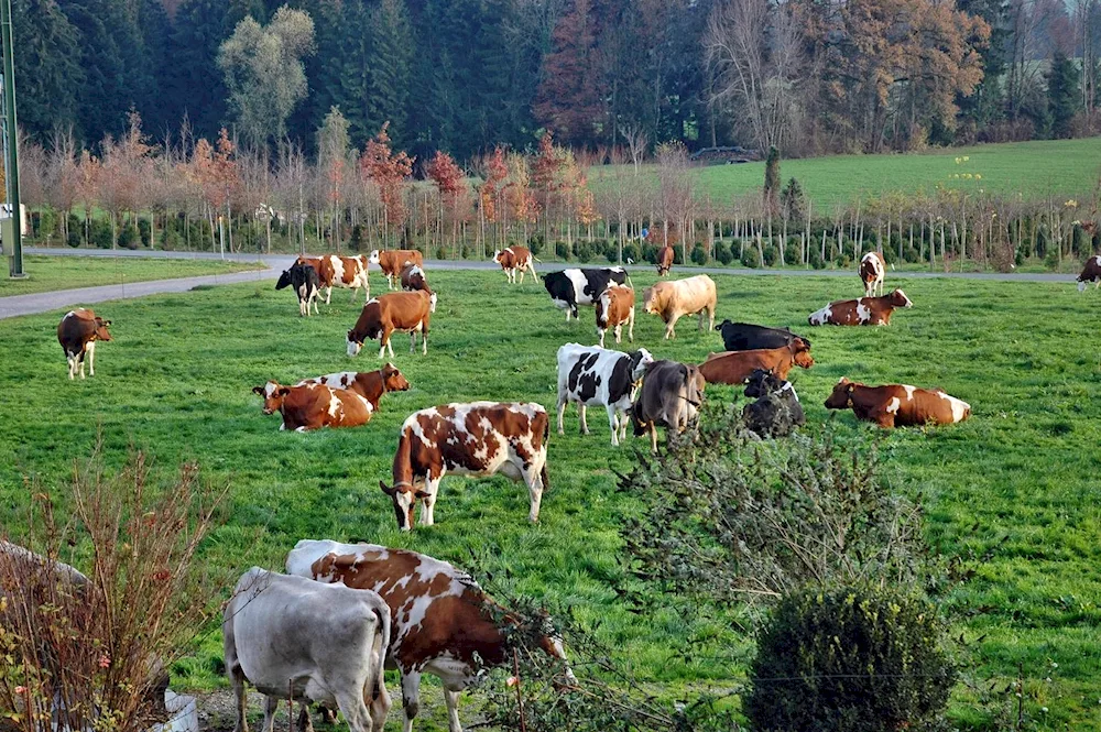 Sweden pastures in Sweden