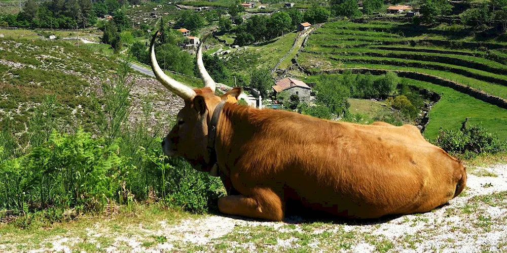 Agriculture of Portugal