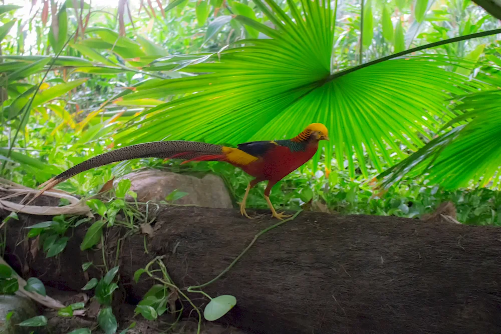 Turaco banana-eating bird