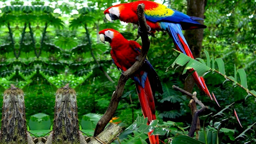 Selva amazon bird