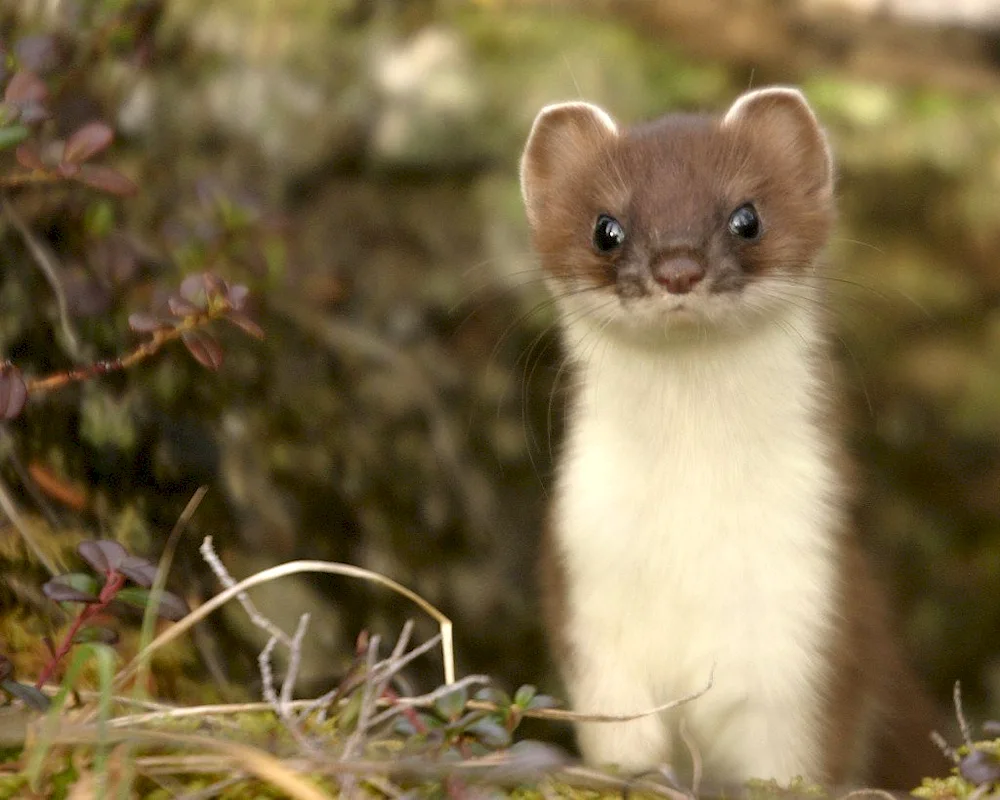 Marten family ermine