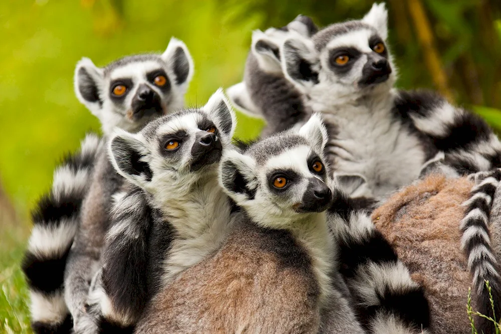 Sumate lemur