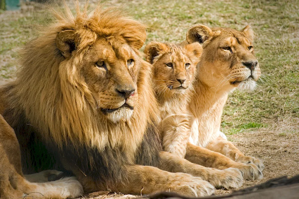 Lion Pride family