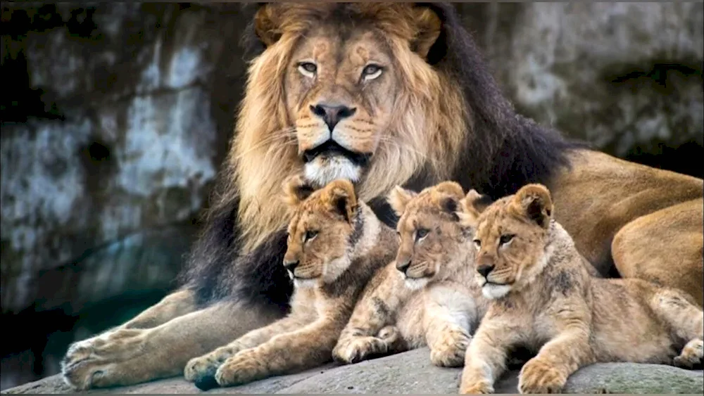 Lion Pride family