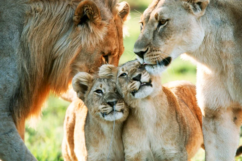 Lion cubs in the pride