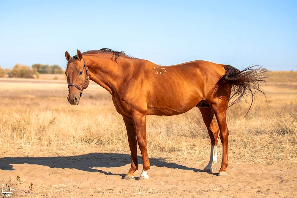 Kazachya Steppe horse Donchak