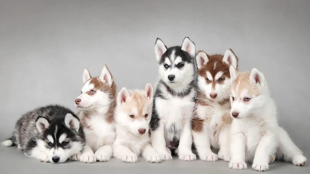 Husky family