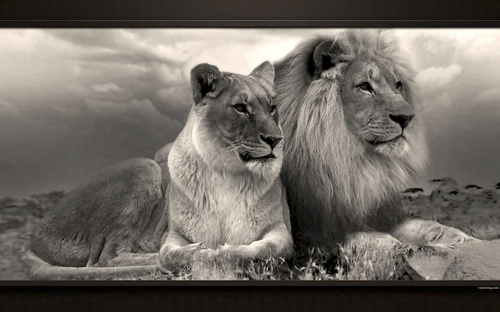 Lion and lioness in black and white