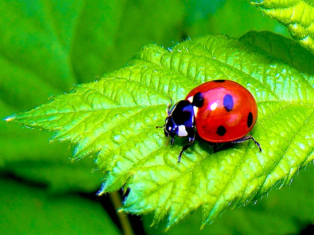 Ladybug insect