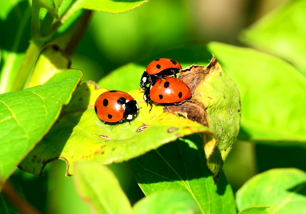 Ladybugs