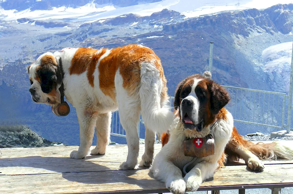 Bavarian Shepherd