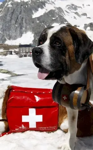 Saint Bernard