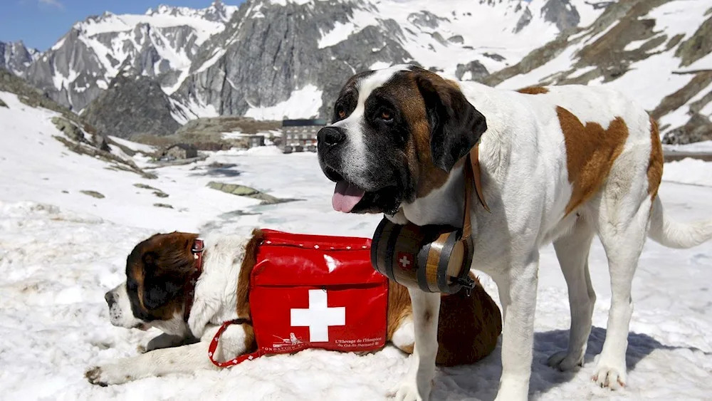 Saint Bernard