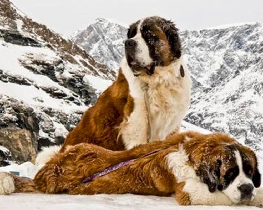 Mountain rescue dogs