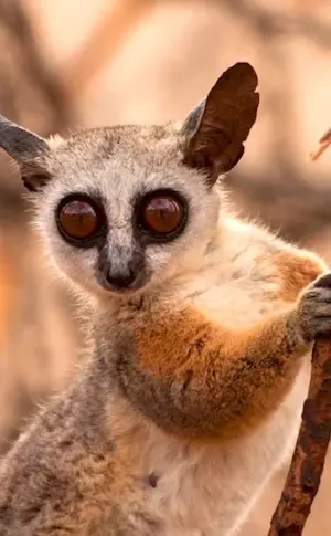 Senegalese Galago