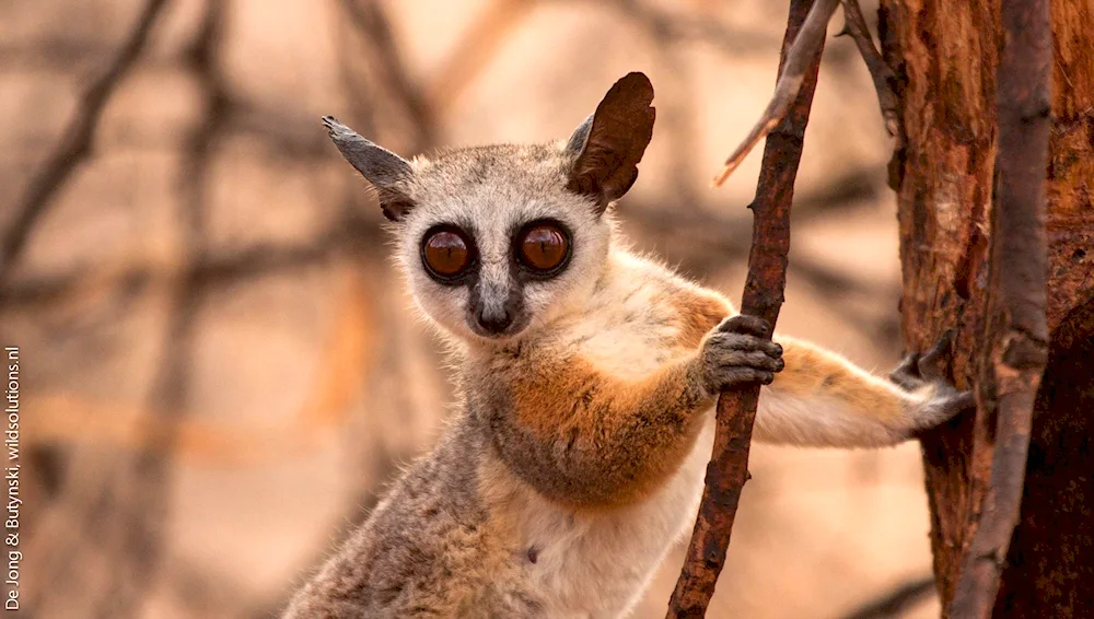 Senegalese Galago