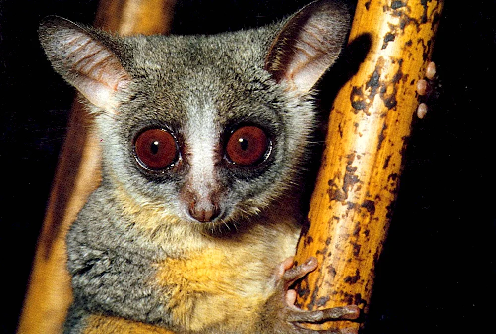 Sheep-nosed lemur