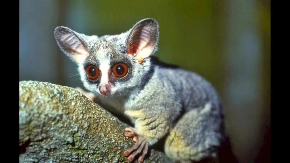 Dwarf lemur Lori's lemur