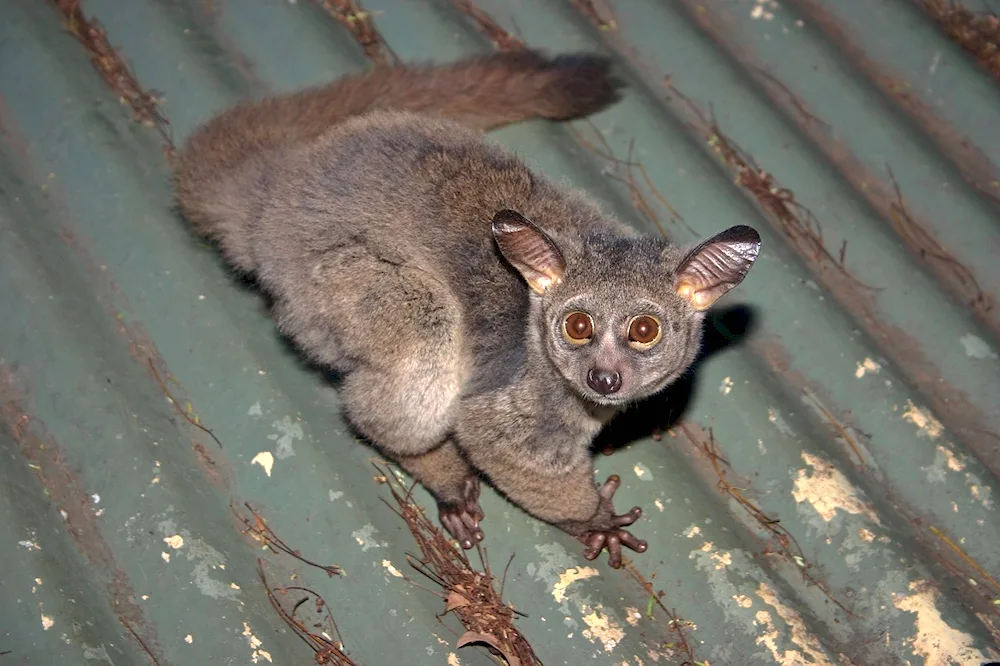 Sumatran longhorned lemur