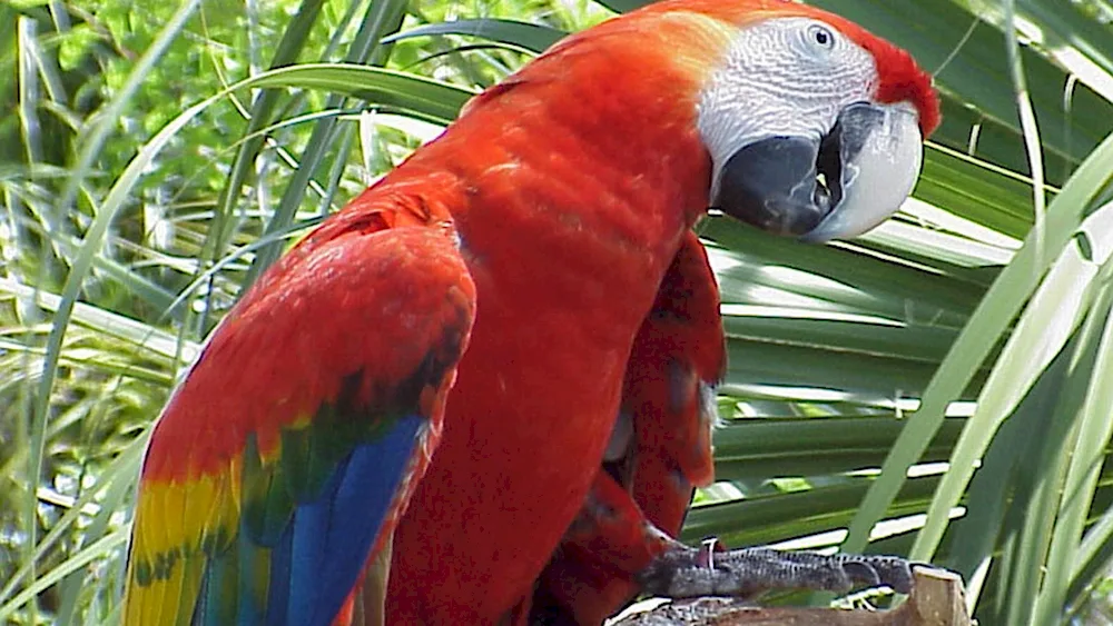 Parrot ara