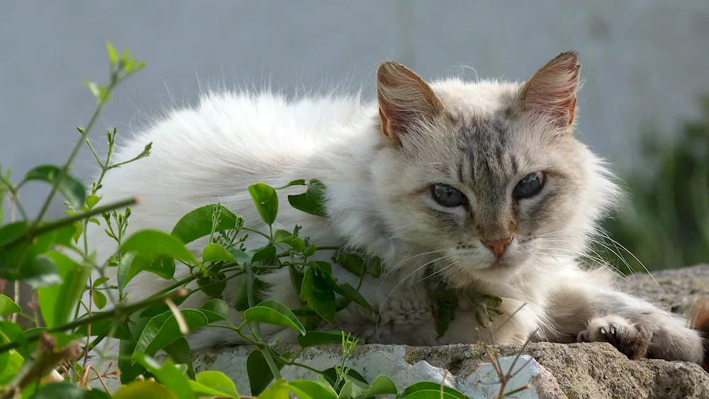 Siberian blue longhair cat