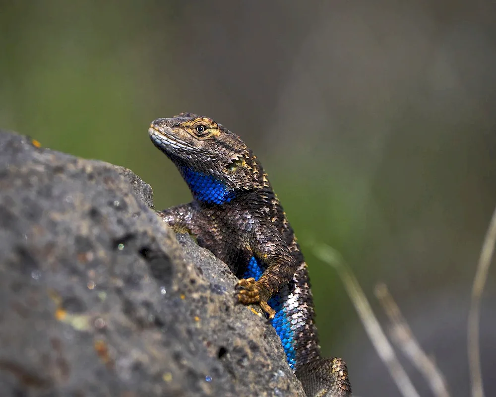 Grey lizard