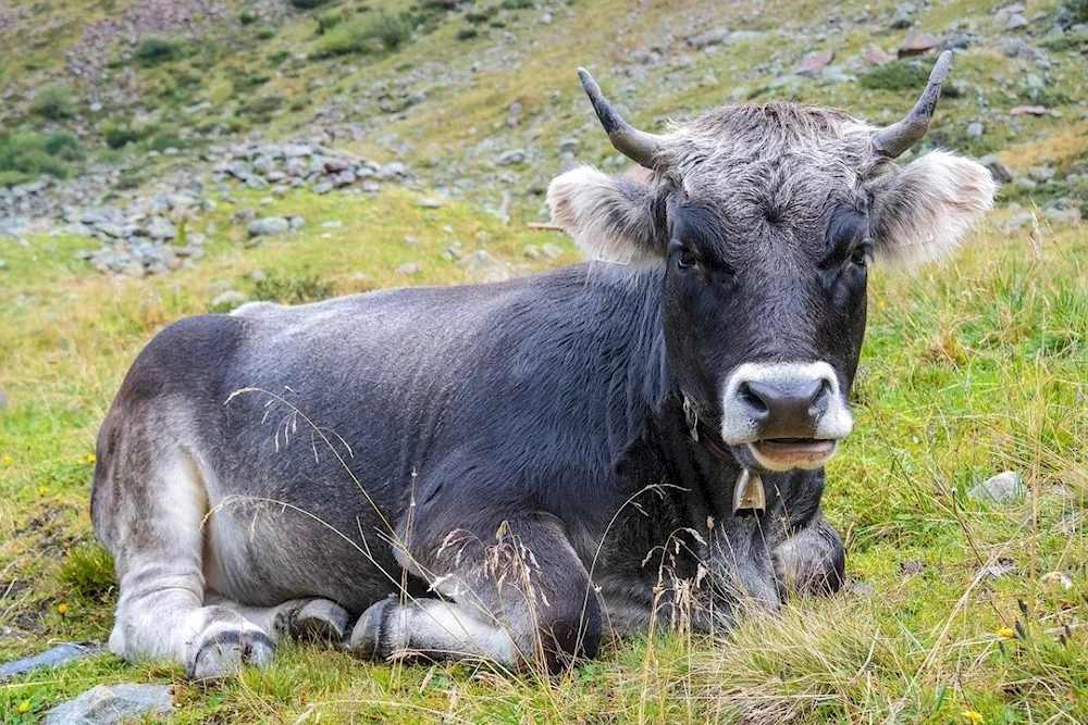 Grey cow